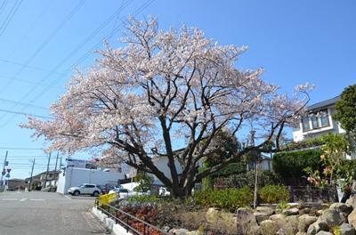 道路から見た桜です。