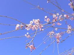 鎧の渡し緑道のしだれ桜の写真