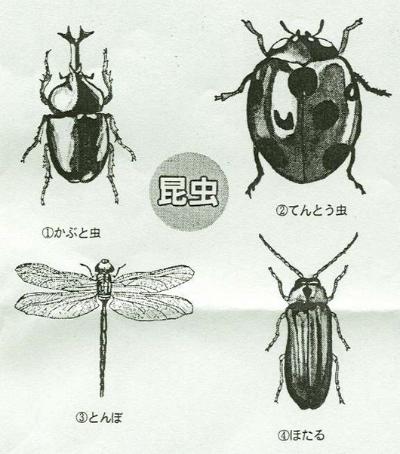 候補の昆虫の写真です