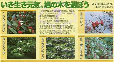 候補の木の写真です