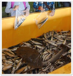 魚の詰め放題