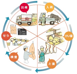 食肉を市民の皆様にお届けするまでの流れを示しています