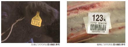 個体識別番号がつけられた様子を示しています