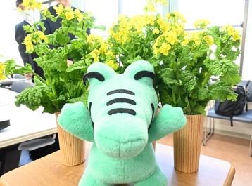 わっくんと菜の花の写真