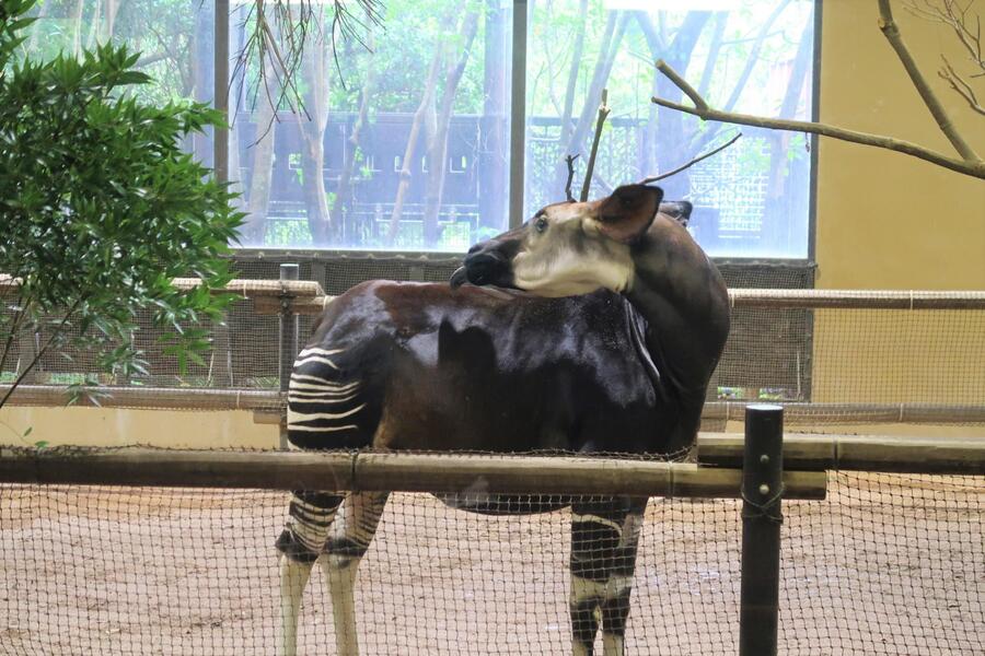 毛づくろいをしているオカピ