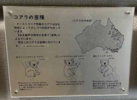 コアラ亜種