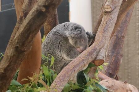 眠りコアラ