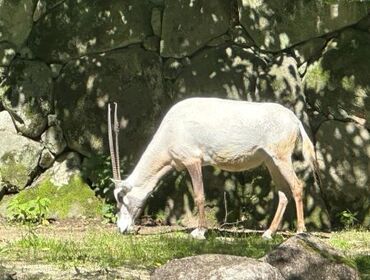 ペガサス