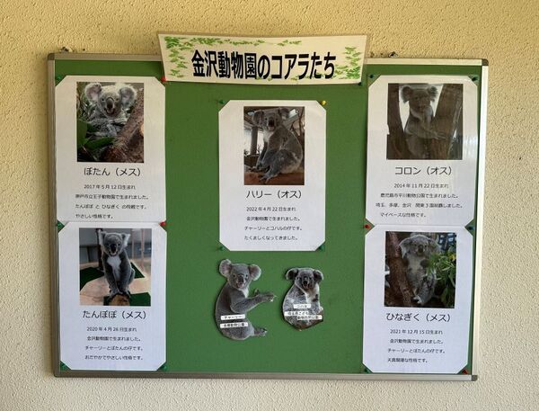 コアラ名前