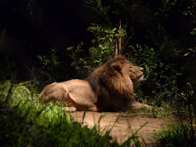 夜のライオン