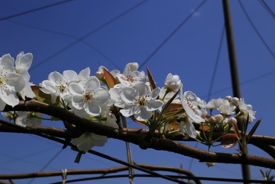 ナシの花 