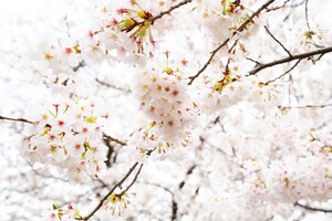 ソメイヨシノ