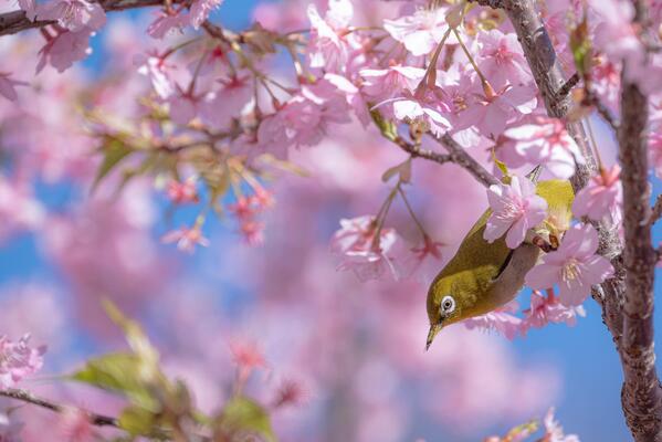 フォトコンテストほどがや花憲章賞