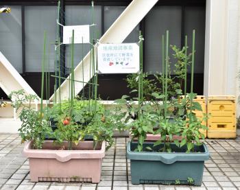 区役所前広場での野菜育成の様子(全体写真）