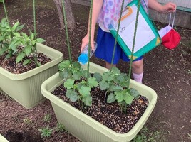 野菜育成の様子（オクラ）