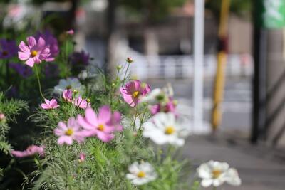洋光台二丁目公園のコスモス