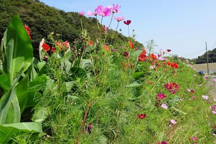 氷取沢農業専用地区のコスモス