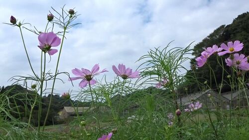 氷取沢農業専用地区のコスモス