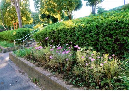 洋光台二丁目公園のコスモス