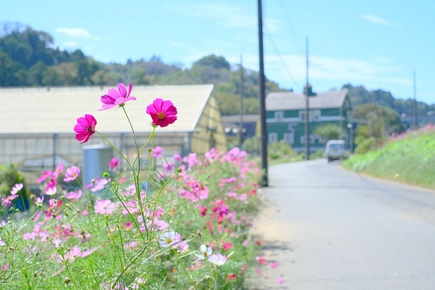 氷取沢農業専用地区のコスモス