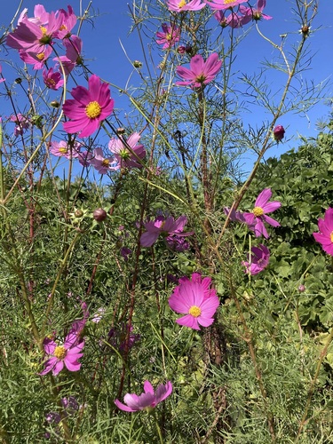 磯子区森5丁目付近のコスモス