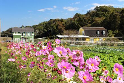 氷取沢農業専用地区のコスモス