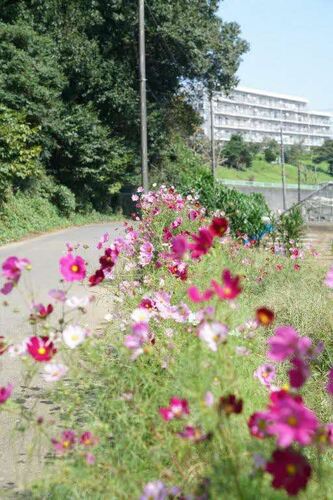 氷取沢町のコスモス