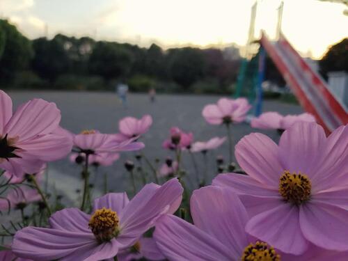 洋光台二丁目公園のコスモス