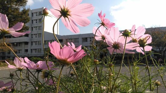 滝頭第二公園のコスモス