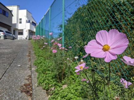 岡村１丁目付近のコスモス