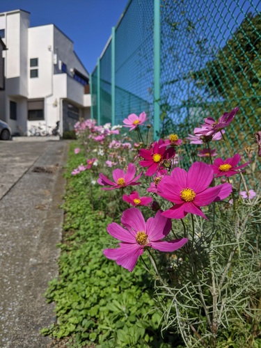 岡村１丁目付近のコスモス
