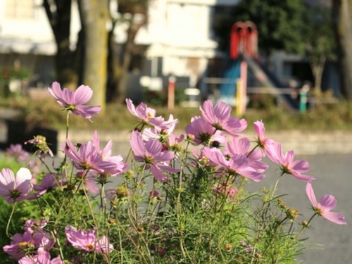 滝頭第二公園のコスモス
