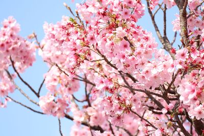 桜の写真