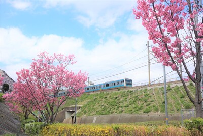 桜の写真