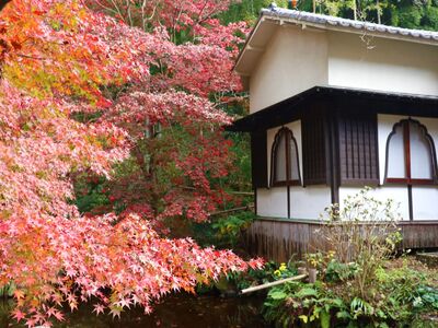 紅葉の写真