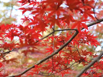 紅葉の写真