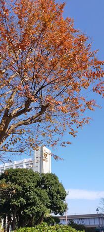 洋光台駅前の紅葉