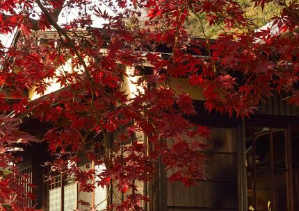 根岸なつかし公園の紅葉