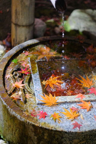 久良岐能舞台の紅葉