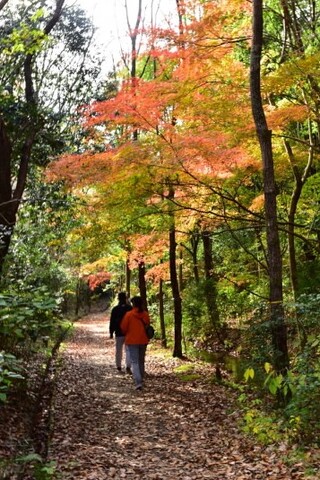 氷取沢おおやと広場の紅葉