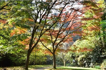 氷取沢水路の紅葉
