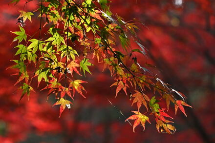 久良岐能楽堂の紅葉
