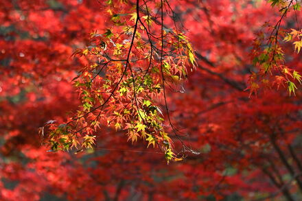 久良岐能楽堂の紅葉