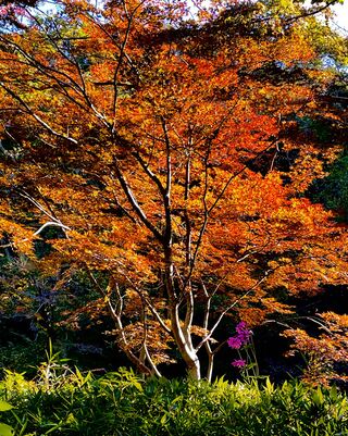久良岐能舞台の紅葉