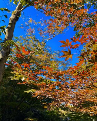 久良岐能舞台の紅葉