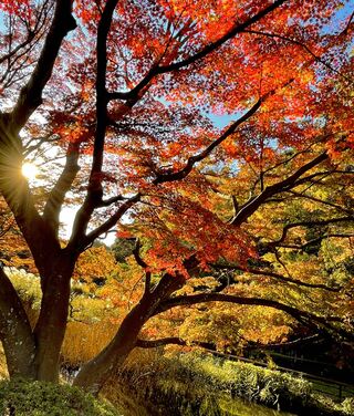 久良岐公園の紅葉