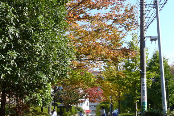 洋光台5丁目バス停付近の紅葉