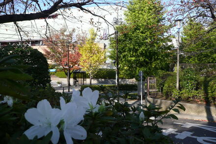 はまぎんこども宇宙科学館前の紅葉