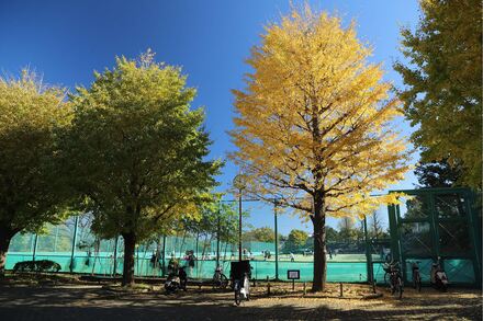 岡村公園の紅葉
