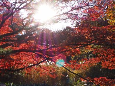 久良岐公園の紅葉